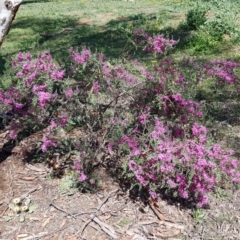 Indigofera australis subsp. australis at Lyneham, ACT - 21 Sep 2020