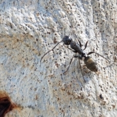 Camponotus aeneopilosus (A Golden-tailed sugar ant) at Bruce Ridge - 21 Sep 2020 by trevorpreston