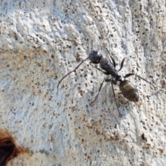 Camponotus aeneopilosus (A Golden-tailed sugar ant) at O'Connor, ACT - 21 Sep 2020 by trevorpreston