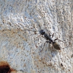 Camponotus aeneopilosus at O'Connor, ACT - 21 Sep 2020