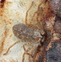 Isopedella sp. (genus) (Isopedella huntsman) at O'Connor, ACT - 21 Sep 2020 by trevorpreston