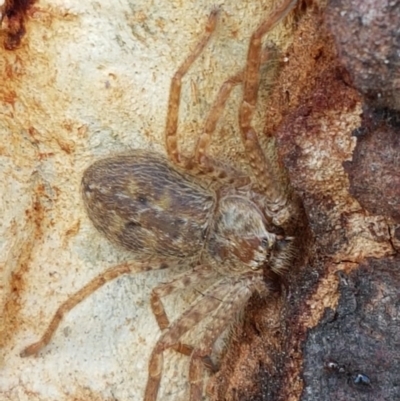 Isopedella sp. (genus) (Isopedella huntsman) at O'Connor, ACT - 21 Sep 2020 by tpreston