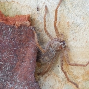 Isopedella sp. (genus) at O'Connor, ACT - 21 Sep 2020 12:46 PM