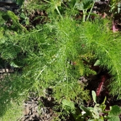 Foeniculum vulgare (Fennel) at Bruce Ridge - 21 Sep 2020 by trevorpreston