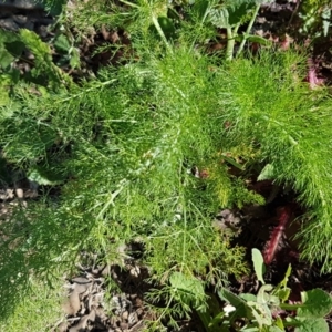 Foeniculum vulgare at O'Connor, ACT - 21 Sep 2020