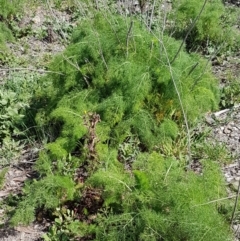 Foeniculum vulgare at O'Connor, ACT - 21 Sep 2020