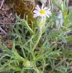 Vittadinia muelleri (Narrow-leafed New Holland Daisy) at O'Connor, ACT - 21 Sep 2020 by trevorpreston