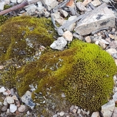 Didymodon torquatus (A moss) at O'Connor, ACT - 21 Sep 2020 by trevorpreston