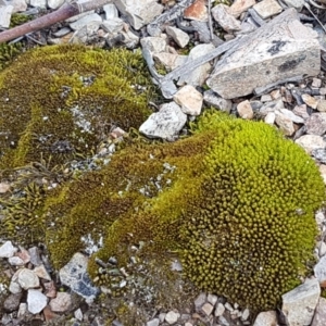 Didymodon torquatus at O'Connor, ACT - 21 Sep 2020