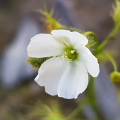 Drosera gunniana (Pale Sundew) at Bruce Ridge - 21 Sep 2020 by trevorpreston