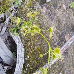 Drosera gunniana at O'Connor, ACT - 21 Sep 2020