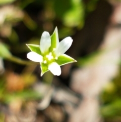 Moenchia erecta (Erect Chickweed) at Bruce Ridge - 21 Sep 2020 by trevorpreston