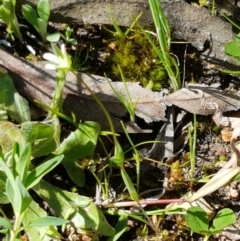 Moenchia erecta at O'Connor, ACT - 21 Sep 2020 12:58 PM