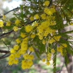 Acacia decurrens (Green Wattle) at Bruce Ridge - 21 Sep 2020 by trevorpreston