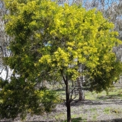 Acacia decurrens at O'Connor, ACT - 21 Sep 2020 01:00 PM