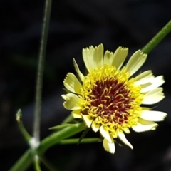 Tolpis barbata (Yellow Hawkweed) at O'Connor, ACT - 21 Sep 2020 by trevorpreston