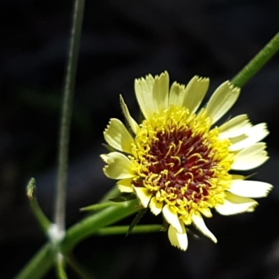 Tolpis barbata (Yellow Hawkweed) at O'Connor, ACT - 21 Sep 2020 by trevorpreston