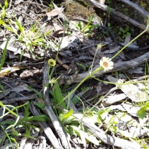 Tolpis barbata at O'Connor, ACT - 21 Sep 2020 12:55 PM