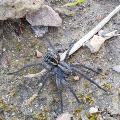 Tasmanicosa sp. (genus) (Unidentified Tasmanicosa wolf spider) at Bruce Ridge - 21 Sep 2020 by trevorpreston