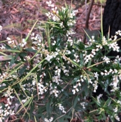 Leucopogon affinis (Lance Beard-heath) at Pambula, NSW - 13 Sep 2020 by DeanAnsell