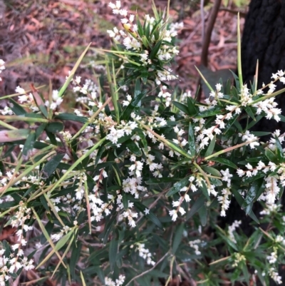 Leucopogon affinis (Lance Beard-heath) at Pambula, NSW - 12 Sep 2020 by DeanAnsell