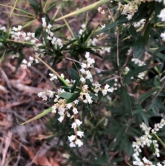 Leucopogon affinis at Pambula, NSW - 13 Sep 2020 12:14 AM