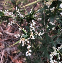 Leucopogon affinis at Pambula, NSW - 13 Sep 2020