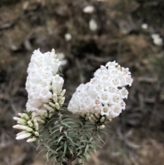 Epacris impressa (Common Heath) at Greigs Flat, NSW - 12 Sep 2020 by DeanAnsell