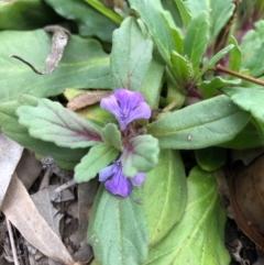 Ajuga australis (Austral Bugle) at Ben Boyd National Park - 19 Sep 2020 by DeanAnsell