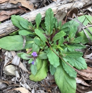 Ajuga australis at Eden, NSW - 19 Sep 2020