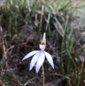 Caladenia catenata at Pambula, NSW - 6 Sep 2020