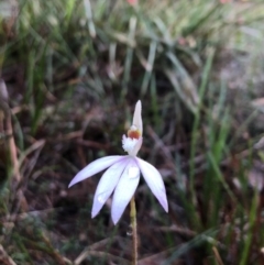 Caladenia catenata (White Fingers) at Ben Boyd National Park - 6 Sep 2020 by DeanAnsell