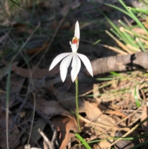 Caladenia catenata at Pambula, NSW - suppressed