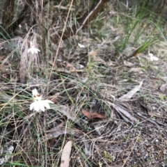 Caladenia catenata at Pambula, NSW - 6 Sep 2020