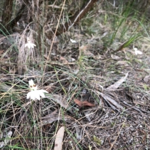 Caladenia catenata at Pambula, NSW - suppressed