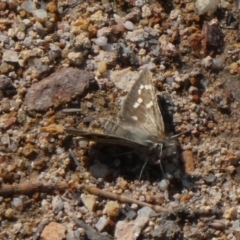 Herimosa albovenata (White-veined Sand-skipper) at Tuggeranong Hill - 21 Sep 2020 by Owen