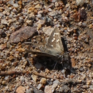 Herimosa albovenata at Theodore, ACT - 21 Sep 2020