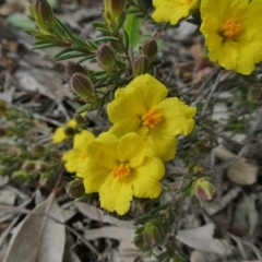 Hibbertia calycina (Lesser Guinea-flower) at Theodore, ACT - 21 Sep 2020 by Owen