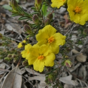 Hibbertia calycina at Theodore, ACT - 21 Sep 2020