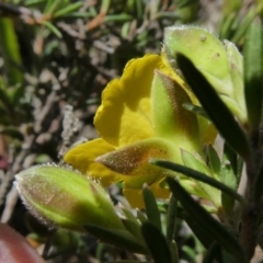 Hibbertia calycina at Theodore, ACT - 21 Sep 2020 01:46 PM