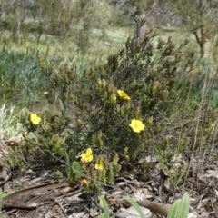 Hibbertia calycina at Theodore, ACT - 21 Sep 2020