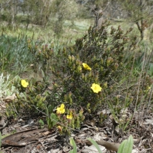 Hibbertia calycina at Theodore, ACT - 21 Sep 2020