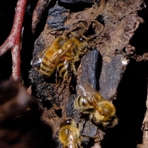 Apis mellifera at Denman Prospect, ACT - 21 Sep 2020