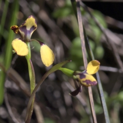 Diuris pardina (Leopard Doubletail) at Wee Jasper, NSW - 21 Sep 2020 by Judith Roach