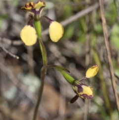 Diuris pardina at Wee Jasper, NSW - suppressed