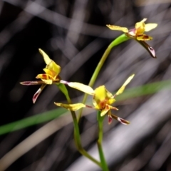 Diuris sp. (A Donkey Orchid) at Denman Prospect, ACT - 21 Sep 2020 by Kurt