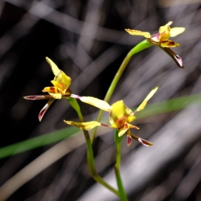 Diuris sp. (A Donkey Orchid) at Denman Prospect 2 Estate Deferred Area (Block 12) - 21 Sep 2020 by Kurt