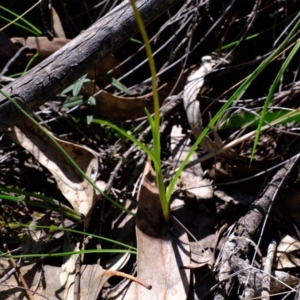 Diuris sp. at Denman Prospect, ACT - suppressed