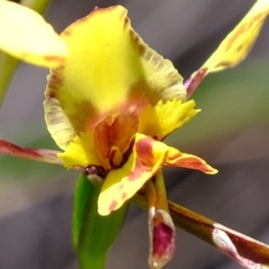 Diuris sp. at Denman Prospect, ACT - suppressed