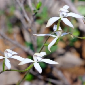 Caladenia ustulata at Denman Prospect, ACT - 21 Sep 2020